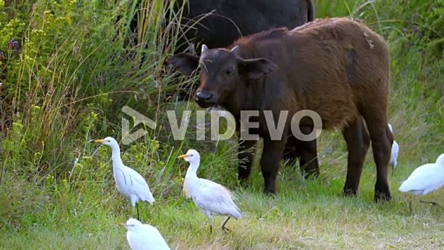 Buffalo calf grazing grass alongside his mother surrounded by cattle ergets