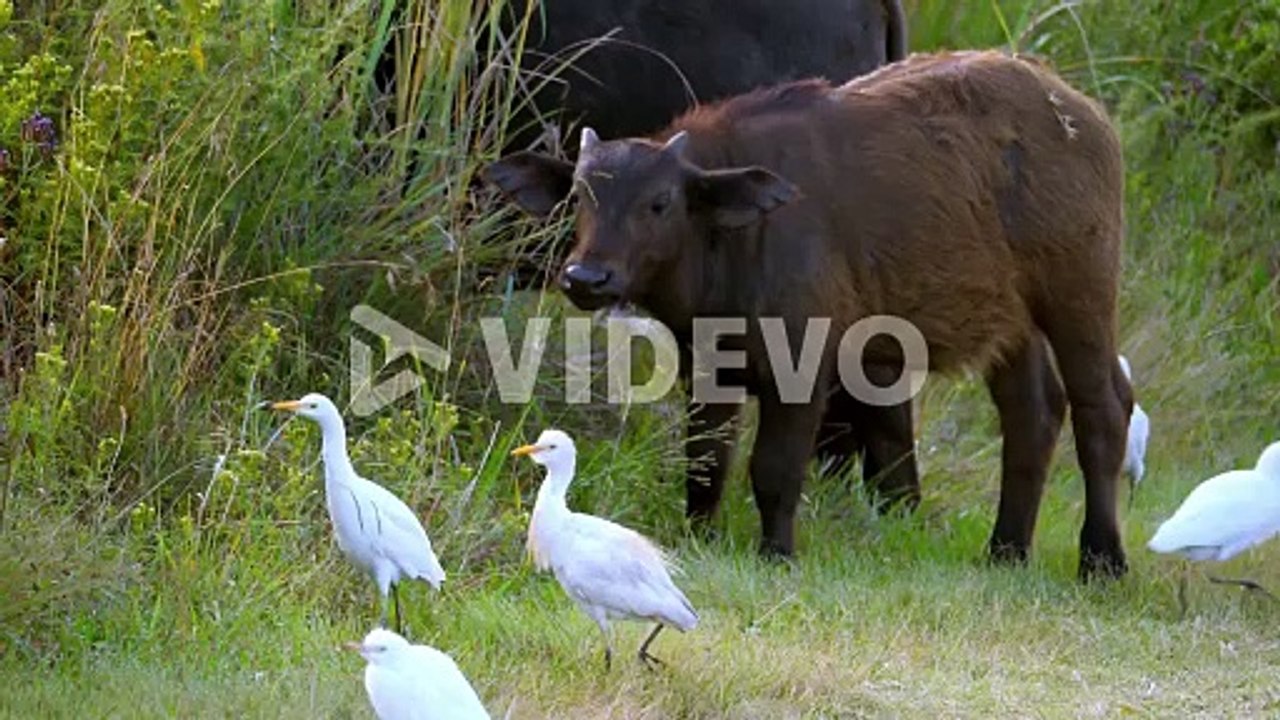 Buffalo calf grazing grass alongside his mother surrounded by cattle ergets