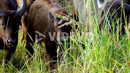 A number of Buffalo eats in the grass by the side of Egrets birds