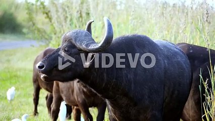 A number of Buffalo eats in the grass by the side of the road