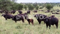 Herd of Buffaloes looking at camera in Serengeti National Park Savanna, wide