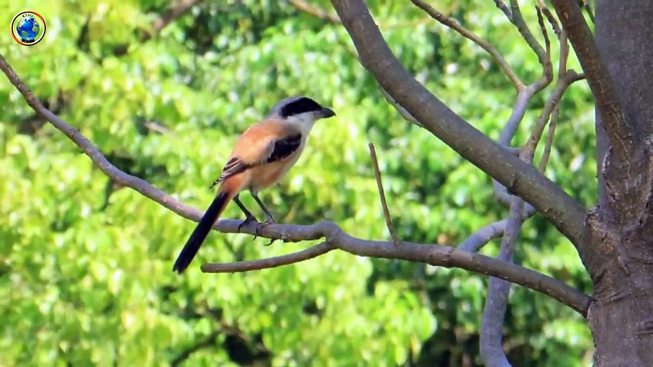 Most Colorful Birds Around the World | Beautiful Birds | Unique Bird Species You Should Know