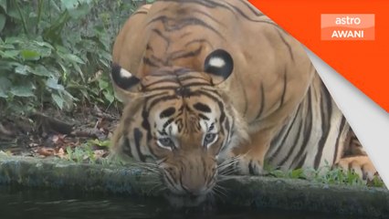 Malaysia lihat tanda awal pemulihan populasi - Nik Nazmi