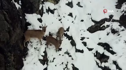 Dağ keçileri ve domuz sürüsü görüntülendi