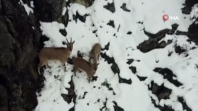 Dağ keçileri ve domuz sürüsü görüntülendi