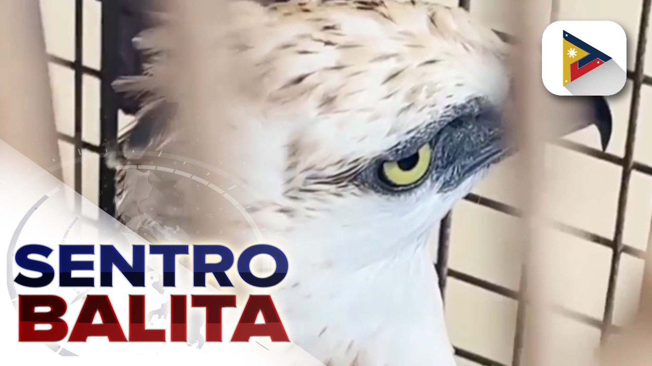 Dalawang lalaking umano’y ilegal na nagbebenta ng wild animals kabilang ang ilang endangered species, arestado sa Cebu