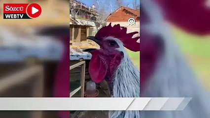 Denizli'de öterken bayılan horozun videosu sosyal medyada ilgi gördü