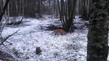 Camera Trap Captures Foxes Wandering Around Forest Puddle