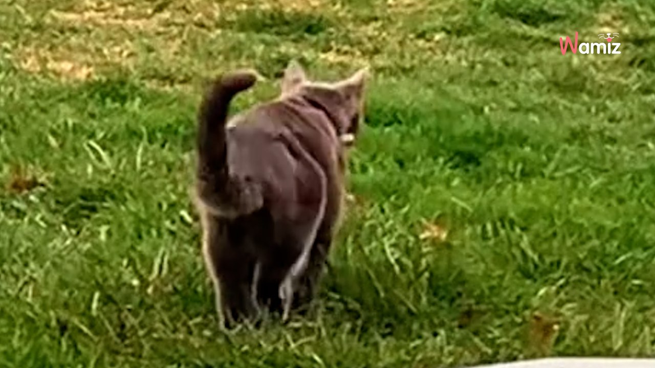 Katze kommt mit amüsanter Nachricht am Halsband zurück nach Hause (Video)