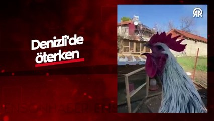 Denizli'de öterken bayılan horoz