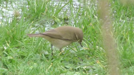 Découverte de deux Pouillots véloce lors du comptage 🐦