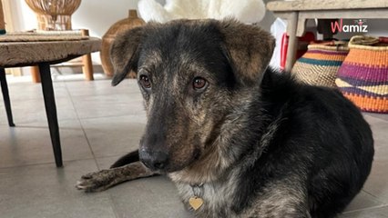 Ce chien a été capturé avec violence et a échappé à la mort de peu : aujourd'hui, il attend son ultime chance