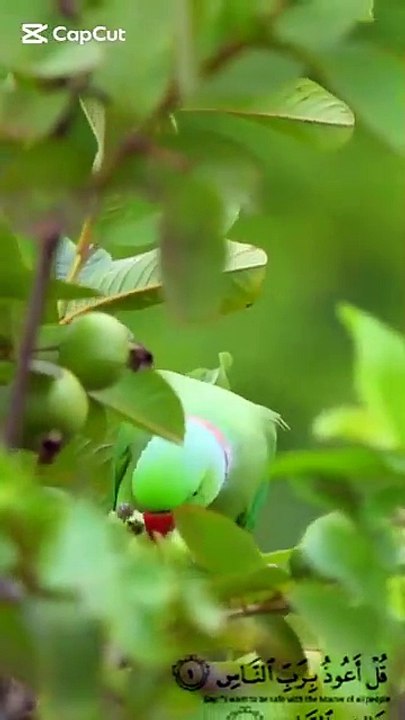 surah an anas heart touching recitation #shorts  #shortvideo #quranrecitation