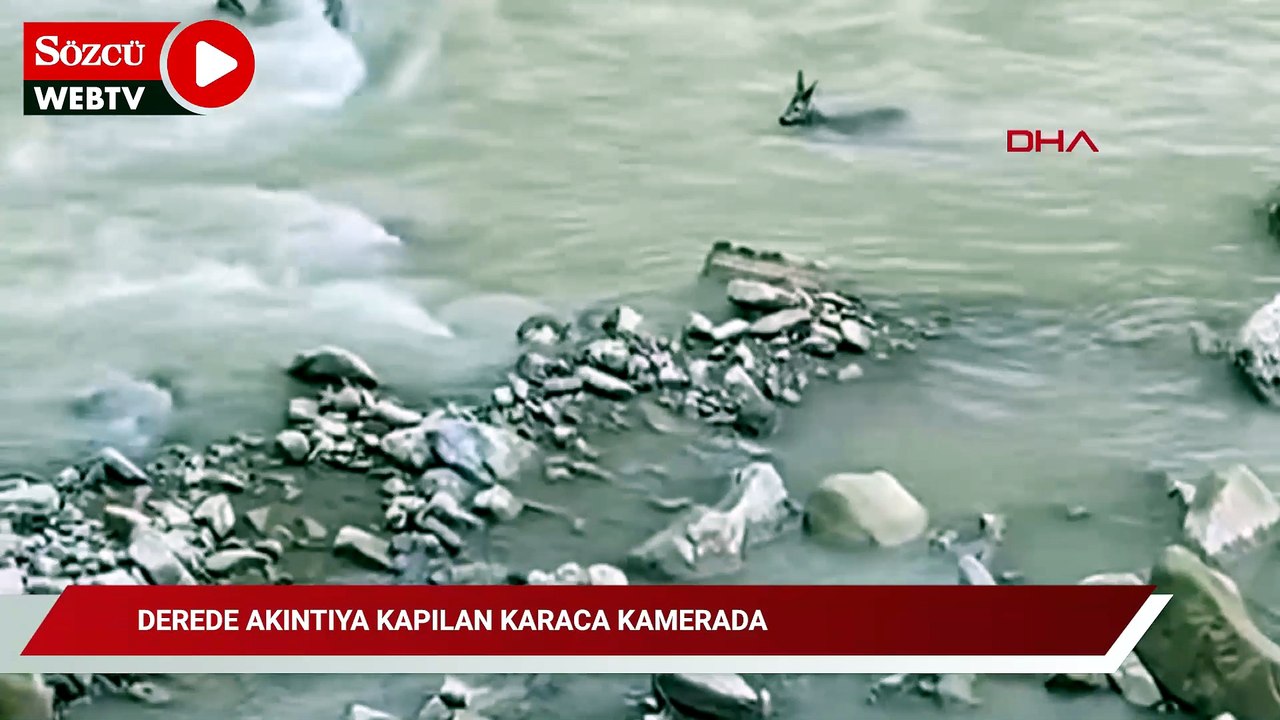 Derede akıntıya kapılan karaca kamerada