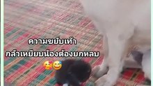 เราเอาของมาฝากอะนุด ช่วยเลี้ยงด้วยนะ…