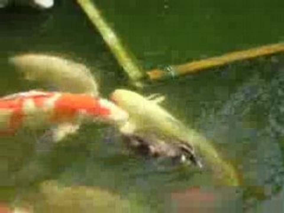 DUCK is FEEDING other ANIMALS ... So Cute