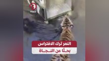 النمر ترك الافتراس بحثًا عن النجاة