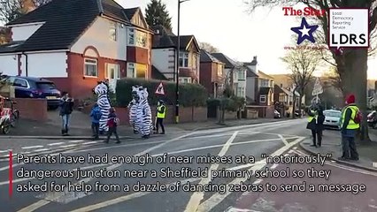 Bizarre moment zebras dance across Sheffield road