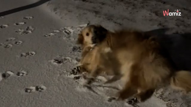 Woman wakes sleeping dog late at night, the reason will warm your heart