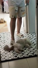 Hund bringt die Zeitung! 20250205