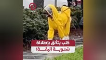 كلب يتألق بإطلالة شتوية أنيقة