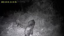 wild pigs