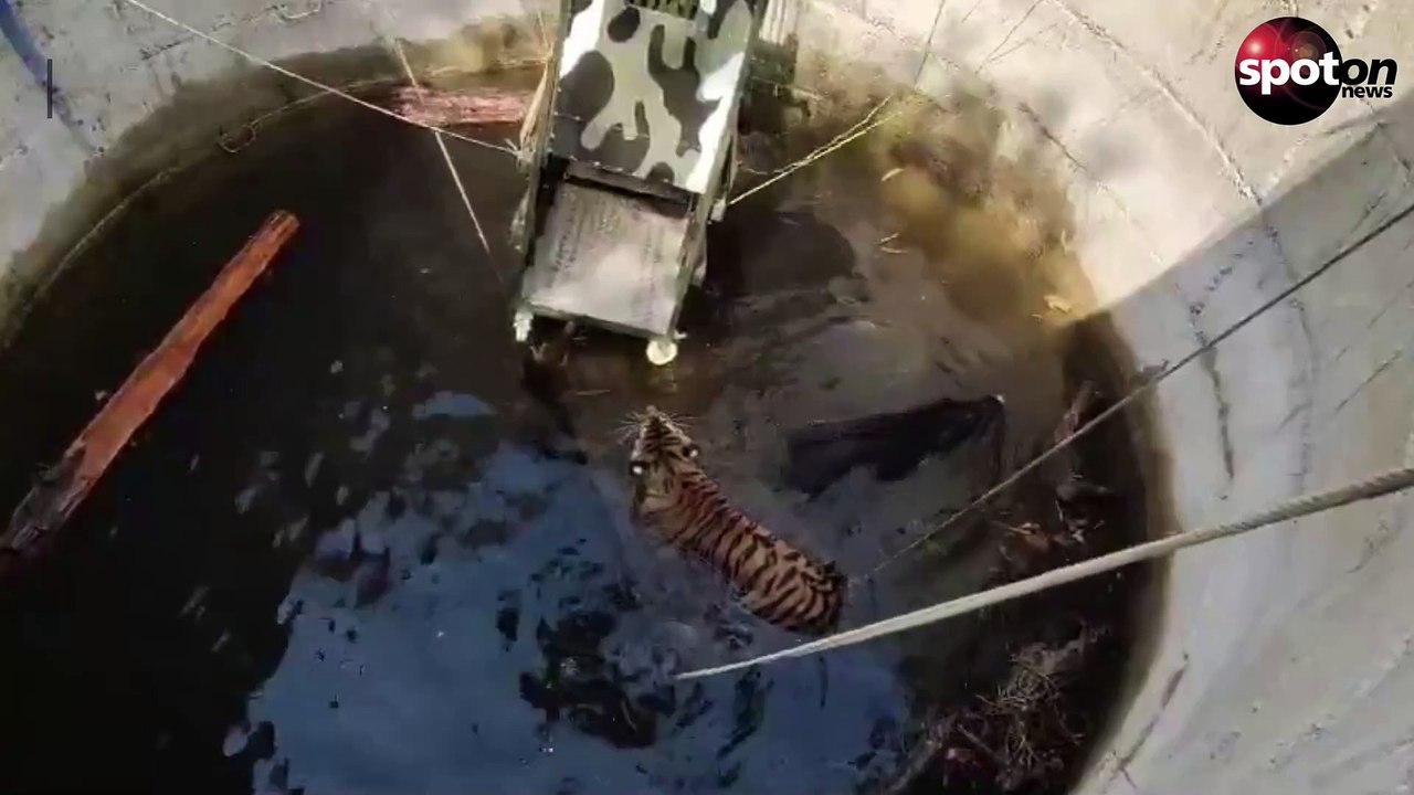 Tiger und Wildschwein nach mehreren Stunden aus Brunnen gerettet
