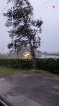 Intense winds of Storm Éowyn bring down a tall tree outside a house in Northern Ireland