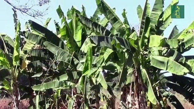 Productores alertan impacto de aranceles en exportaciones a EE. UU.