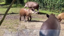 Fun Tapir Facts, Why These Animals Look Like Watermelon Babies!