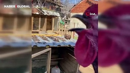 Denizli’nin horozu bayılana kadar öttü o anlar sosyal medyada gündem oldu