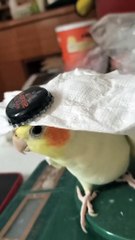 😂😂💚❤️🦜 #parrots #parrot #cockatiel #parrotsofyoutube #lovebirds #parrottraining