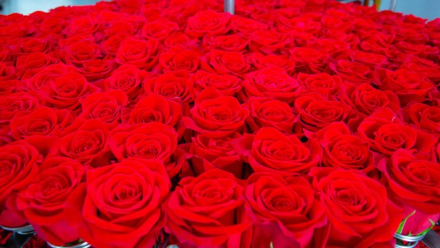 Estas son las expectativas de los floricultores tras tensión diplomática con Estados Unidos