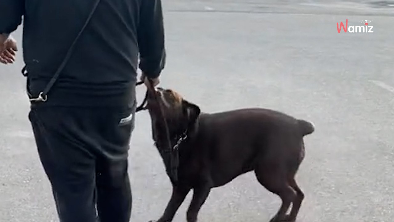 Hond beseft dat baasje haar niet aan de lijn houdt: haar reactie laat meer dan 2 miljoen mensen glimlachen