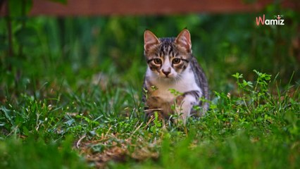 Scotland: Households may be banned from keeping cats to protect native wildlife