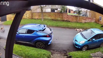 Bicester Hounds Chase Through Village, Entering Butlin Farm 🐾