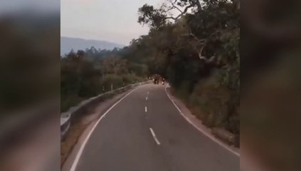 Elefante investe turista tedesco su una strada in India