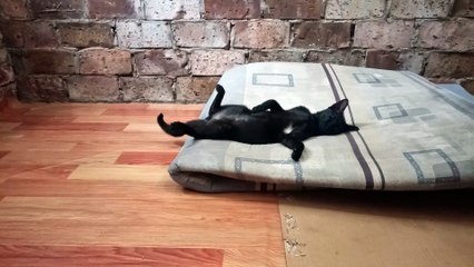 Kucing hitam black imut