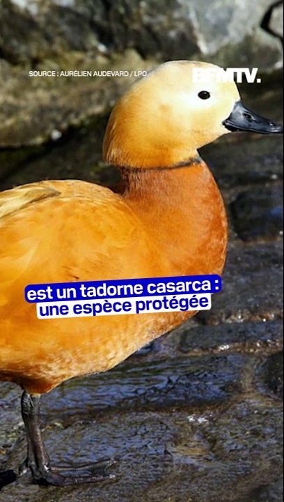 Donald Trump Jr a été filmé en train de tuer de...