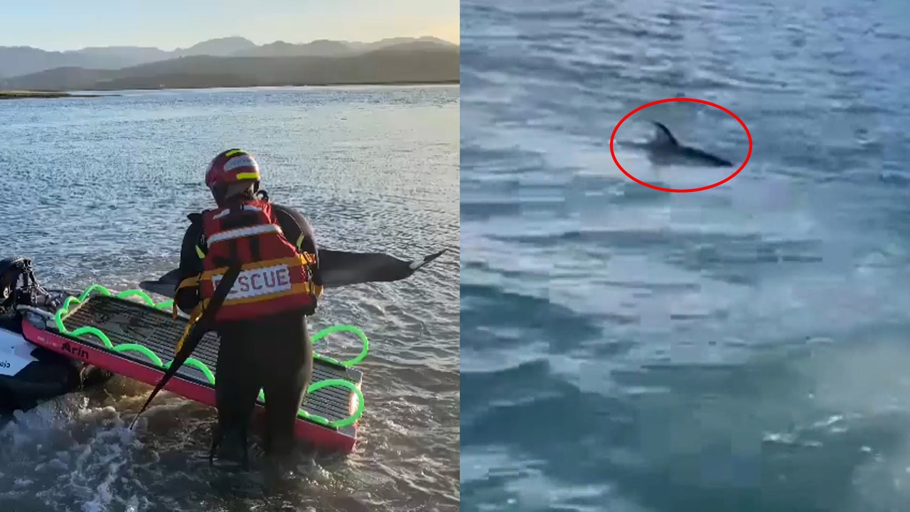Así rescatan  a dos crías de delfín varadas en Santoña (Cantabria)