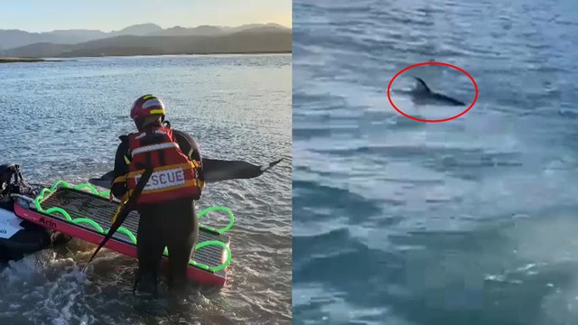 Así rescatan a dos crías de delfín varadas en Santoña (Cantabria)
