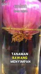 Rahasia Bawang Merah Subur: Time-lapse Pertumbuhan yang Memukau!