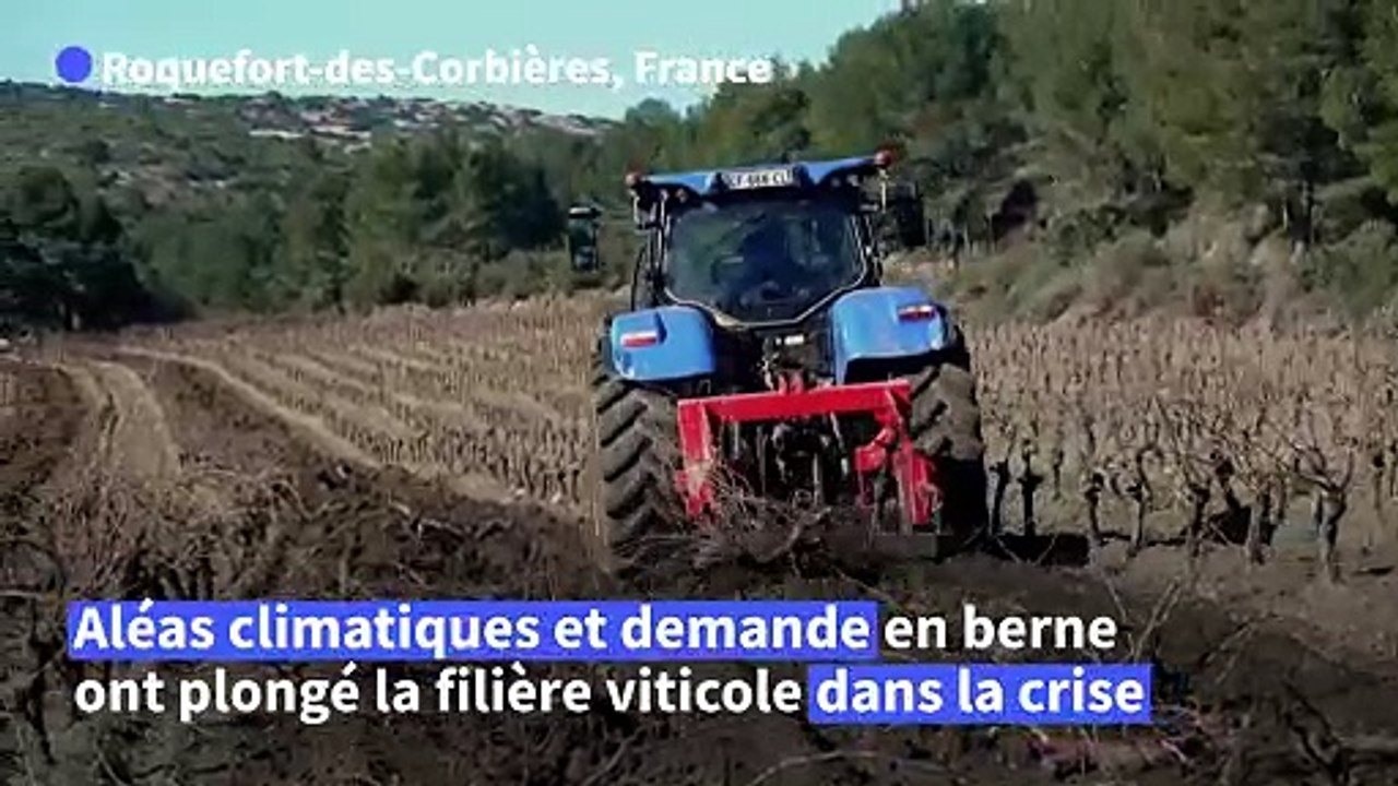 Sécheresse, surproduction: les vignerons audois arrachent leurs vignes la mort dans l'âme