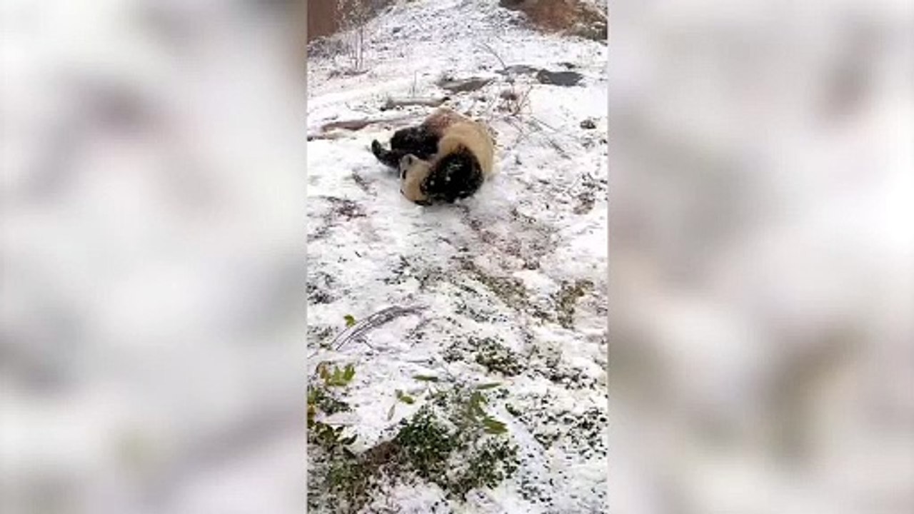 Große Pandas amüsieren sich prächtig beim Spielen im Schne