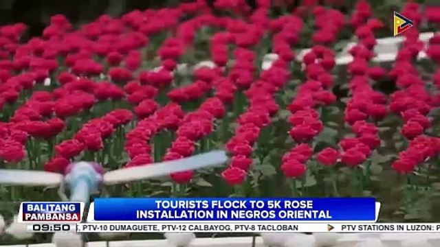 Tourists flock to 5K rose installation in Negros Oriental