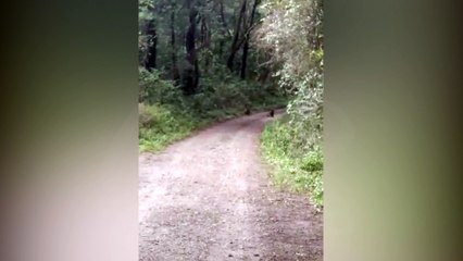 Morador flagra onças pardas em estrada rural na Grande Curitiba