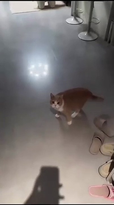 Hund spielt im Laub! 20250205