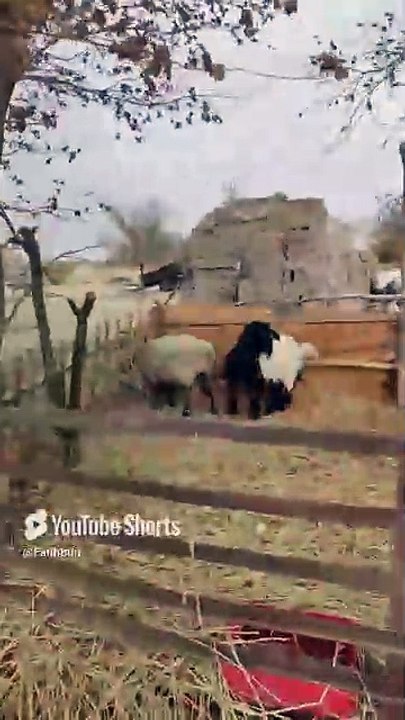 Özbekistan Keçişi ve Koyunları