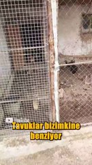 Özbekistan Tavukları ve Hindileri