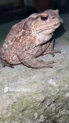 Küçük(!) Kurbağa Kuyruğun Nerede? Zehirli misin?